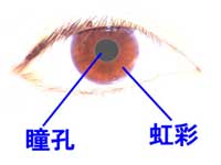 虹彩は、目を正面から見た場合、黒目の内側で、目の中心にある瞳孔より外側のドーナツ状に見える部分。この部分の模様の特徴から人を識別するのが、虹彩認証の仕組みだ