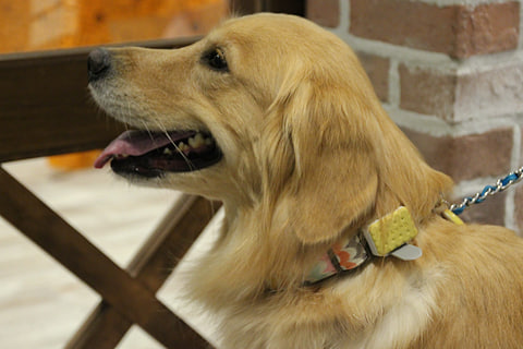 愛犬の適切な運動量が分かる 犬のウェアラブル タカラトミーが28日発売 ケータイ Watch