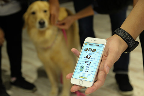 愛犬の適切な運動量が分かる 犬のウェアラブル タカラトミーが28日発売 ケータイ Watch