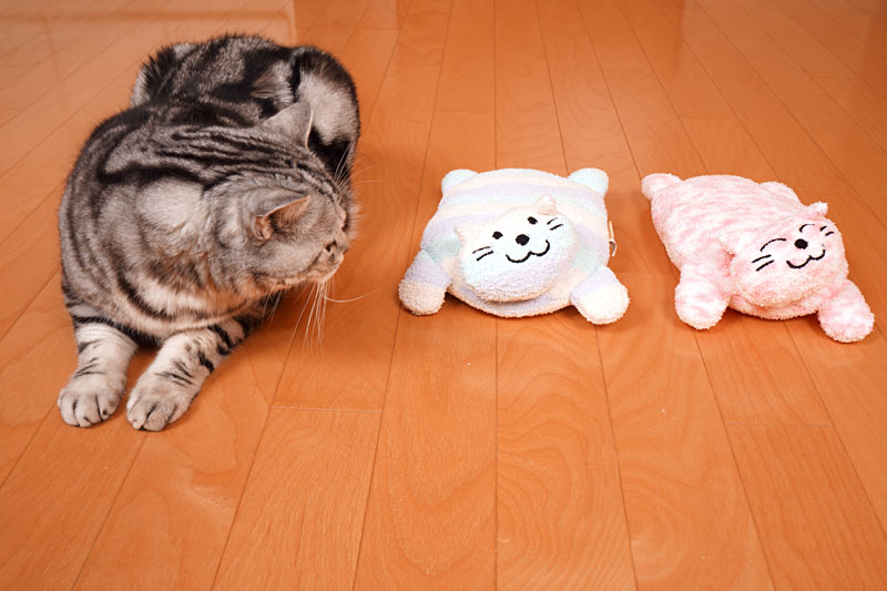 画像 とろ様は撮影に気づく 2 3 ケータイ Watch Watch