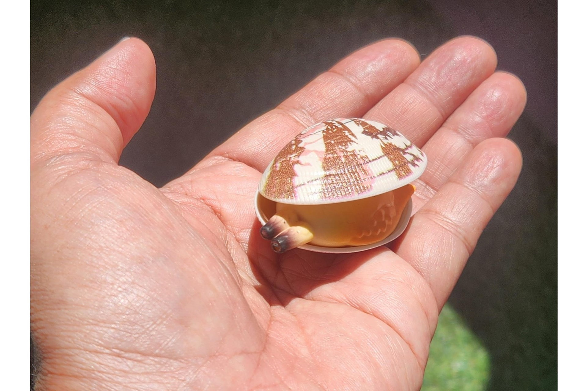 あさりです 殻付 ボイル あさり 500g ( アサリ / 貝類 ) [ 4560278970109